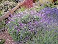 All Purple Mexican Bush Sage / Salvia leucantha 